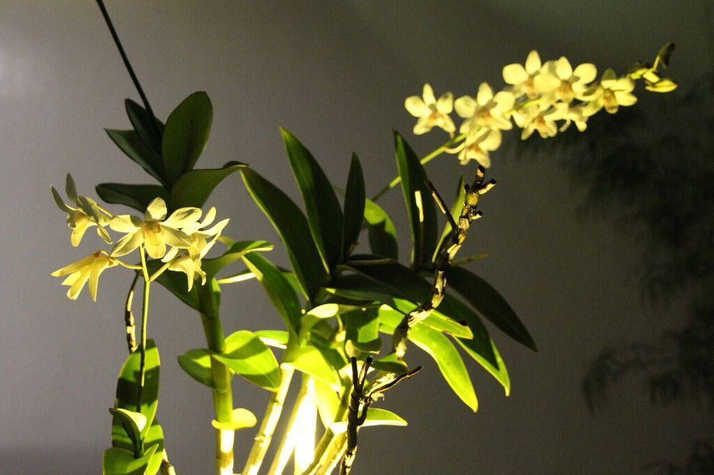 Orchid Lagan Place Palawan Пуэрто-Принцеса Экстерьер фото