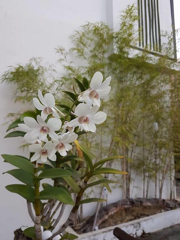 Orchid Lagan Place Palawan Пуэрто-Принцеса Экстерьер фото